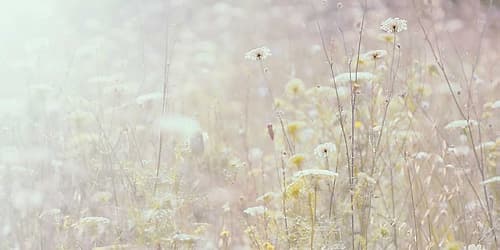 Summer Meadow Art Print