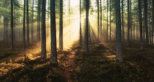 Sunlight Through Trees Art Print
