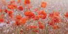 Poppy Meadow Art Print