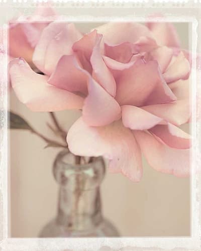 Vintage Rose Minimalist Print