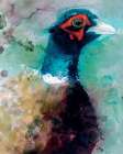 Male Pheasant Art Print