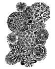 Florabunda Art Print