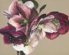 Hellebore IV Art Print