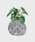 Chinese Money Plant Art Print