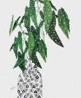 Polka Dot Begonia Plant Art Print