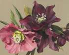 Nightshade Hellebore Art Print