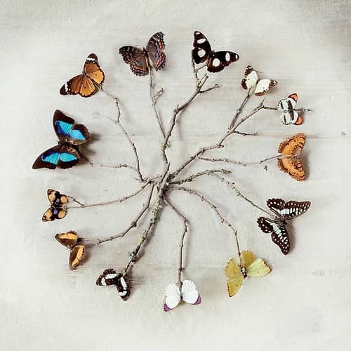 Butterfly Harmony Art Print by Ian Winstanley