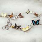 Array of Butterflies Art Print