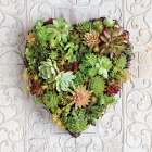 Succulent Heart Art Print by Howard Shooter