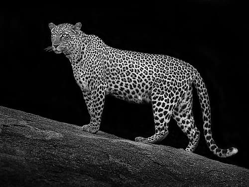 Serengeti Leopard Art Print by Mario Moreno