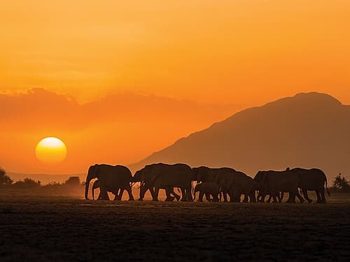 Amboseli Sunset Art Print