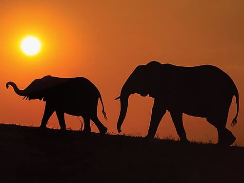 Chobe Silhouettes Art Print