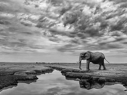 Giant Serenity Photography Print