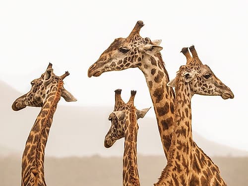 Long Necks Photography Print