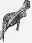 Okavango Art Art Print