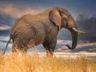 The Elephant Art Print