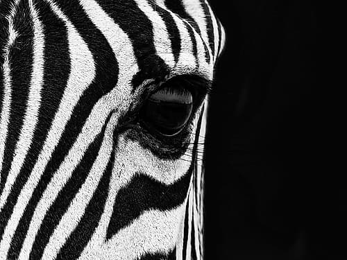 Zebra Eye Photography Print