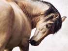 Abanico Art Print by Lisa Saint