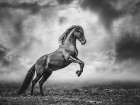 The Great Apollo II Art Print by Lisa Saint