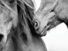 Love II Art Print by Lisa Saint