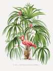 Flamingo Palm Art Print