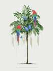 Parrot Palm Art Print