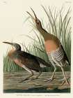 Salt Water Marsh Hen Art Print