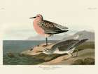 Red-breasted Sandpiper Art Print