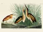 Least Bittern Art Print