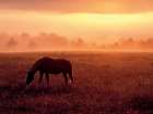 Horse in Pasture Art Print