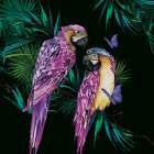 Parrots Art Print