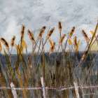 Autumn Bullrushes Art Print