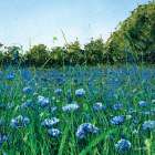 Cornflower Meadow Art Print
