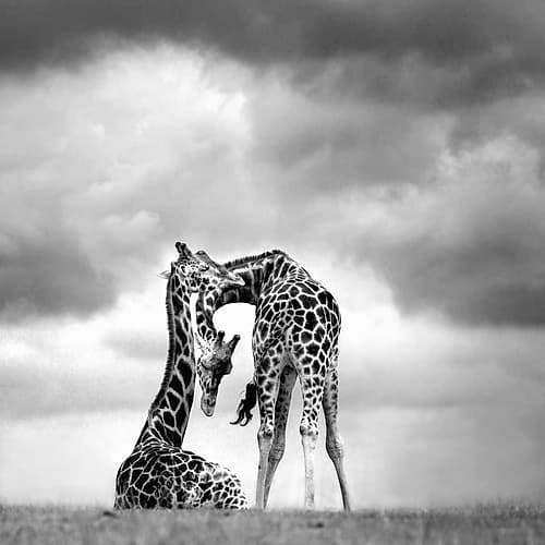 Tenderness Art Print by Marina Cano