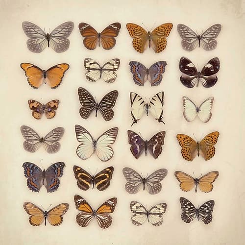 Butterfly Collection Art Print by Ian Winstanley