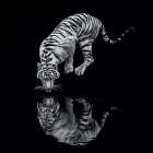 Into the Dark I Black & White Print
