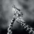 Neck Loving Black & White Print