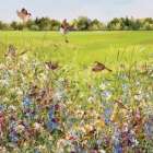 Open Meadow Art Print