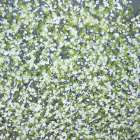 Spring Blossom with Green Art Print