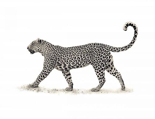 The Leopard Art Print by Mario Moreno