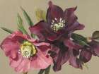 Nightshade Hellebore Art Print