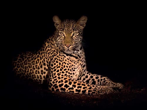 Beauty in the Night Art Print by Mario Moreno