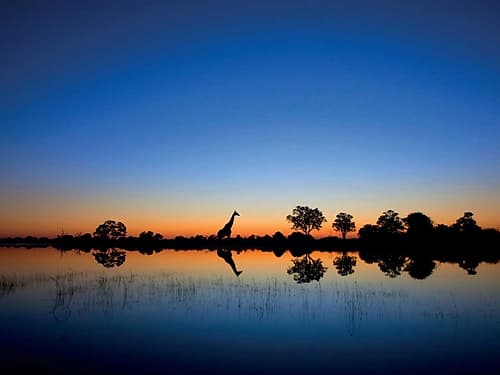 Okavango Art Print by Mario Moreno