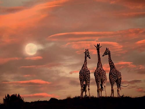 Moonrise Giraffes Art Print by Marina Cano