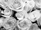 Bunch of roses Art Print