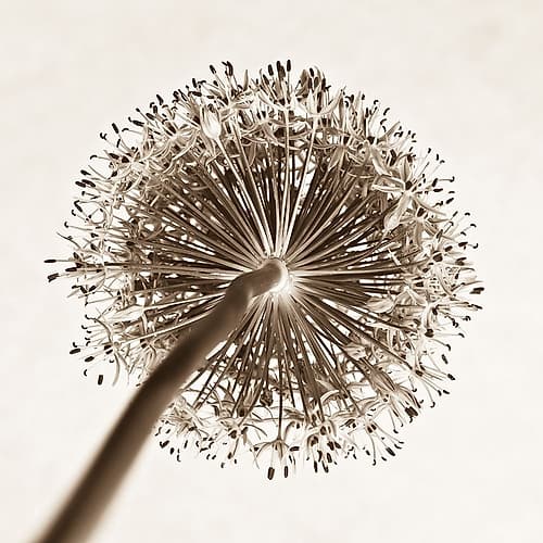 Allium flower, close-up Art Print