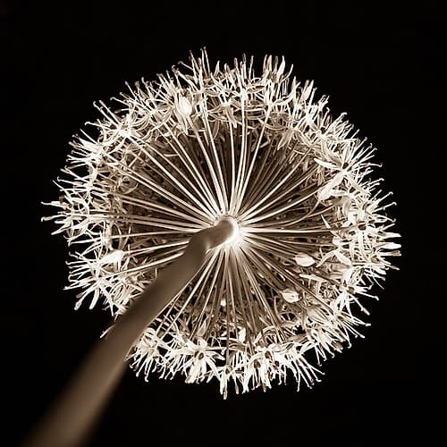 Purple allium flower, close-up (Sepia) Art Print