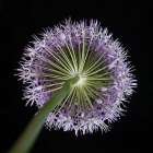 Purple allium flower-close-up Art Print