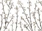 Twigs of Cherry plant Art Print