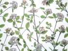 Viburnum Juddii flowers Art Print